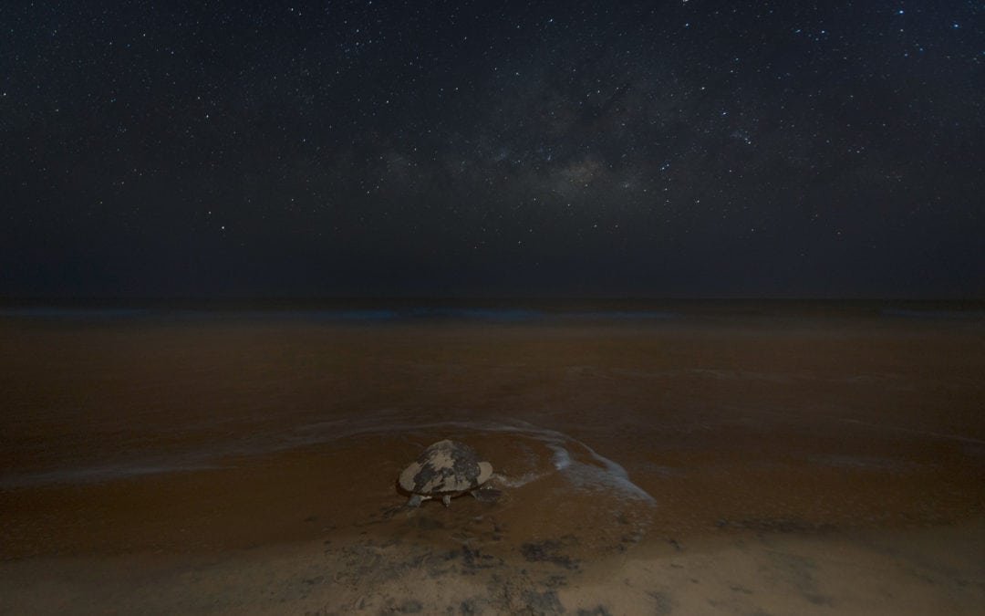 When a Million Turtles Land